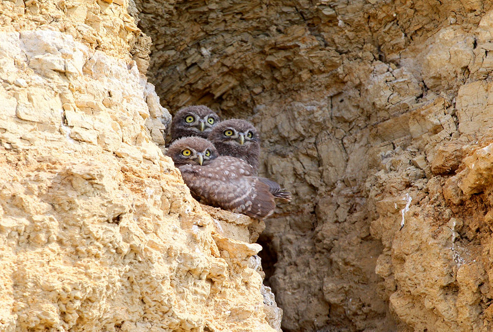 Домовые сычики