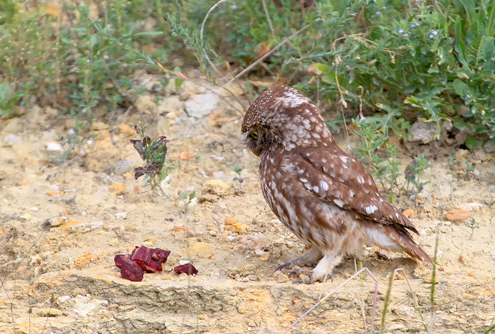 Домовые сычики