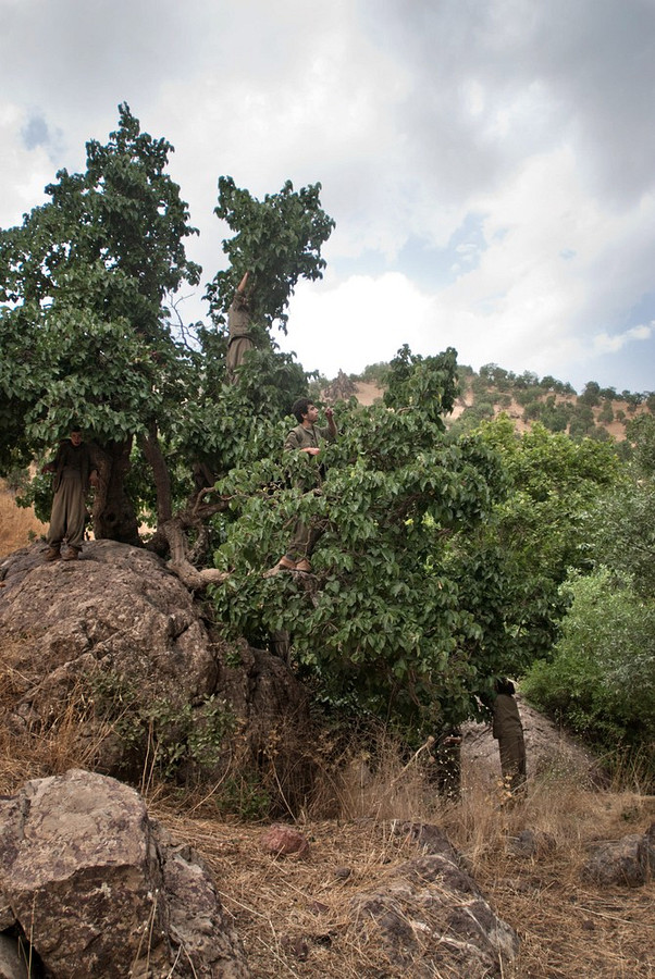 Курдские женщины-боевики (28 фото)