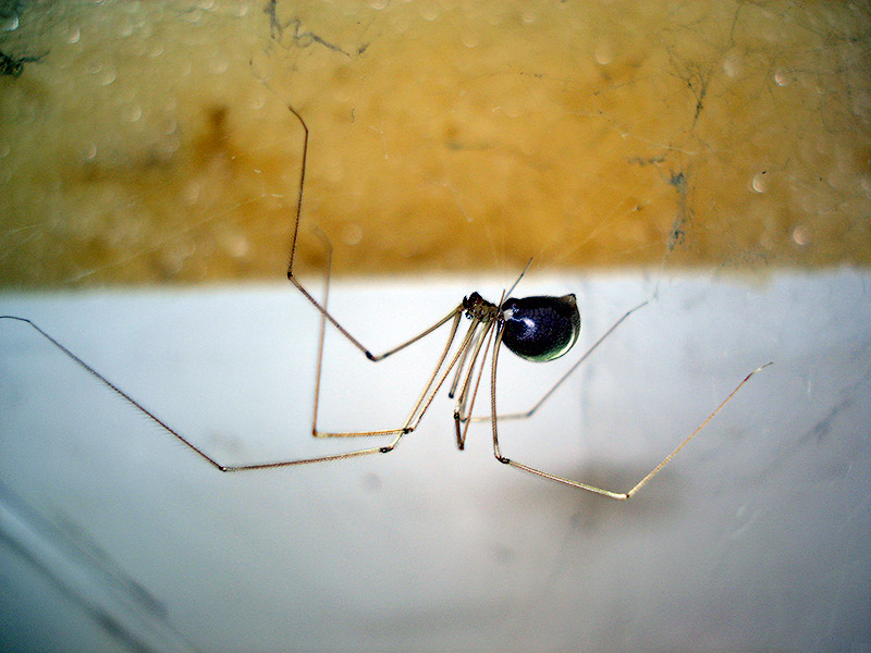 21 миф, опровергнутый «Разрушителями легенд»