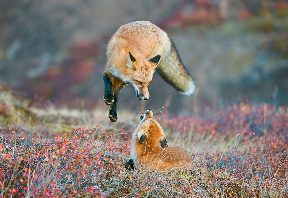 Пейзажи Национальных парков Америки
