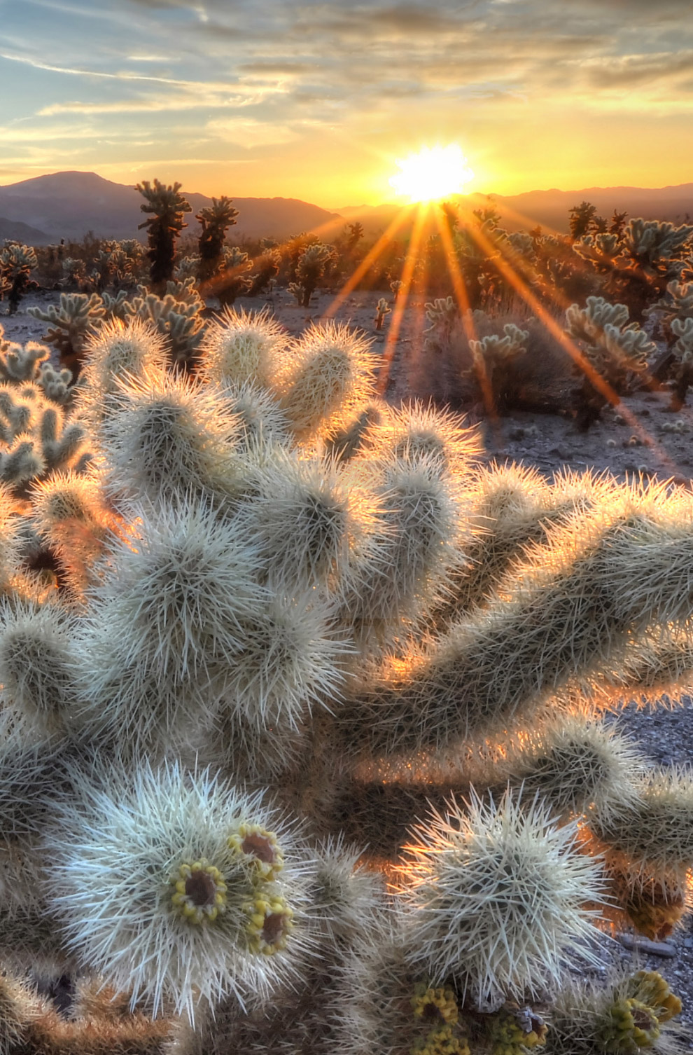 Пейзажи Национальных парков Америки