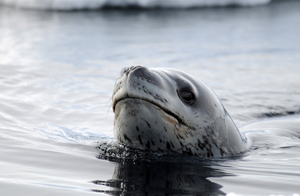 Таинственный мир Антарктиды