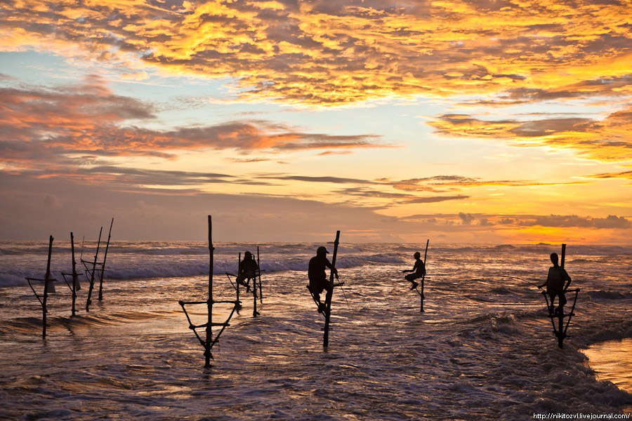 Шри-Ланка. Рыбалка на шесте