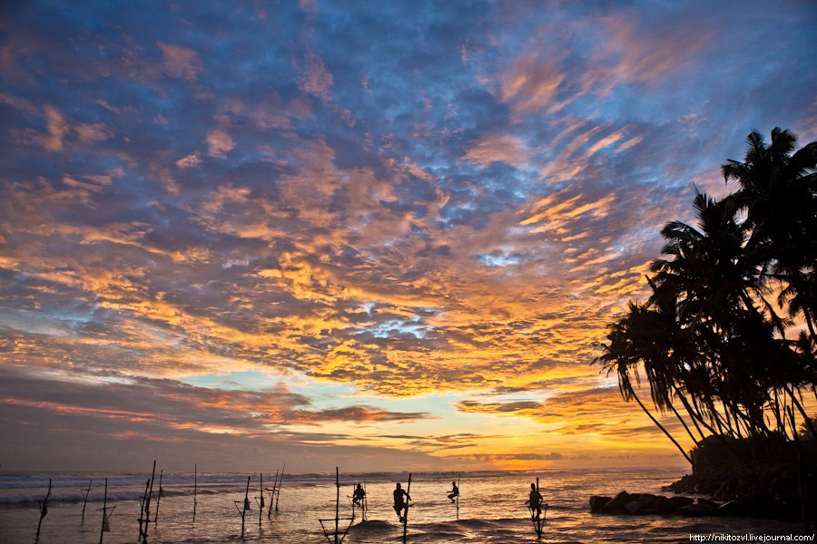 Шри-Ланка. Рыбалка на шесте