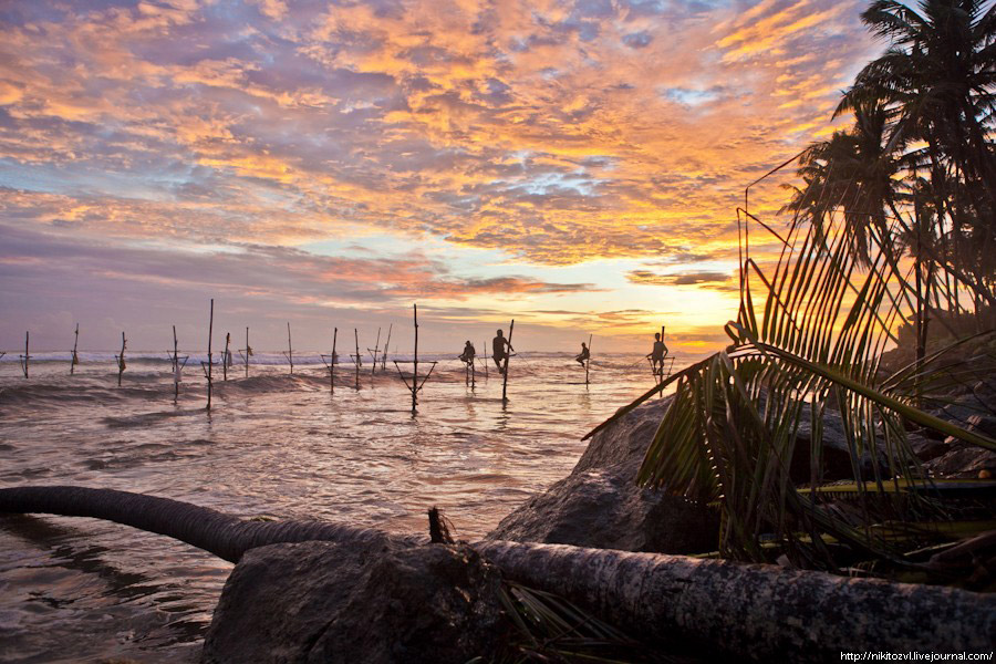 Шри-Ланка. Рыбалка на шесте