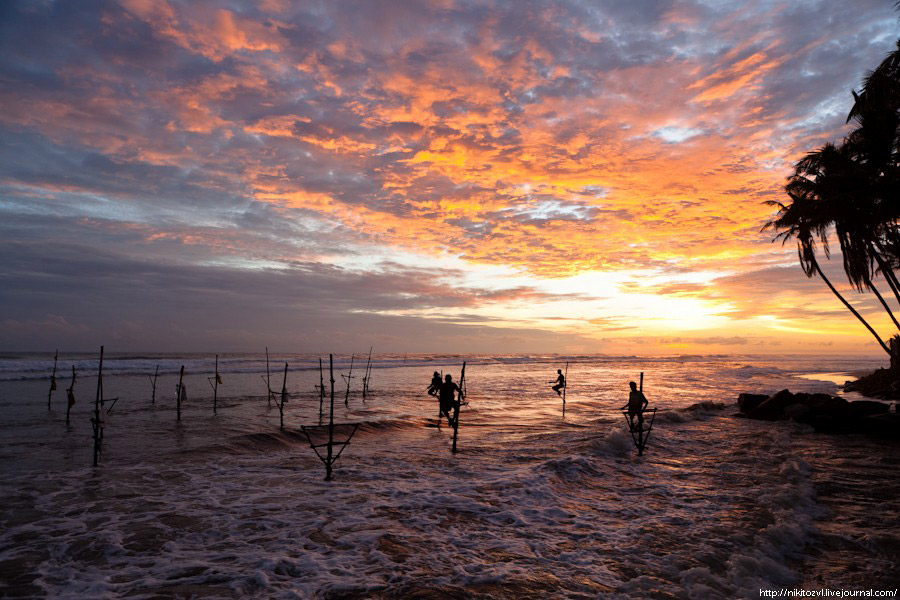 Шри-Ланка. Рыбалка на шесте