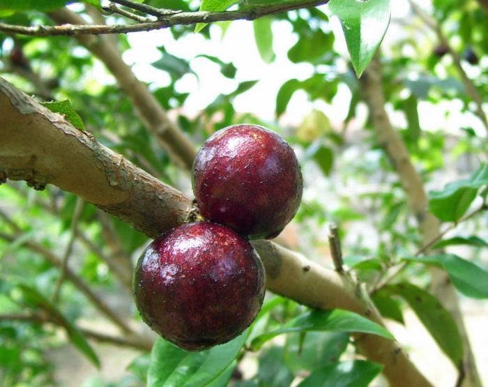 Экзотические фрукты, коотрых вы не ели