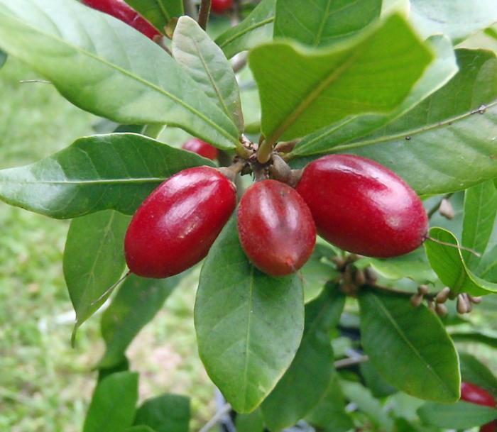 Экзотические фрукты, коотрых вы не ели