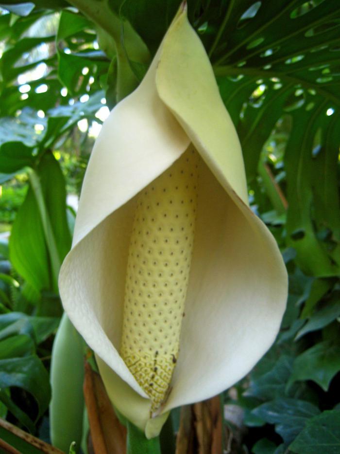 Экзотические фрукты, коотрых вы не ели