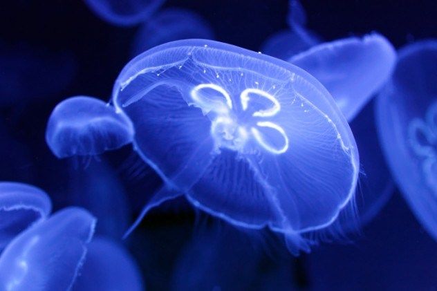 10 необычных фактов о Южной Корее