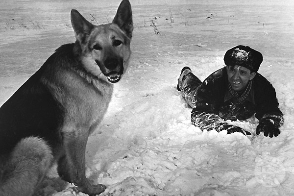 Секреты русских кличек для собак