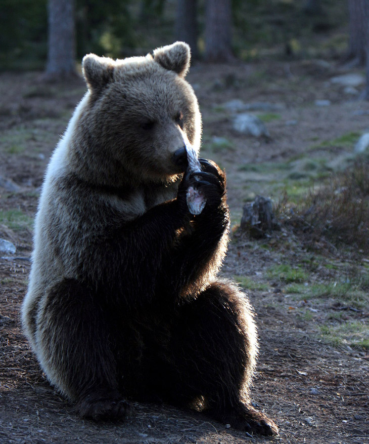 Бурые медведи из финских лесов Бурые медведи из финских лесов