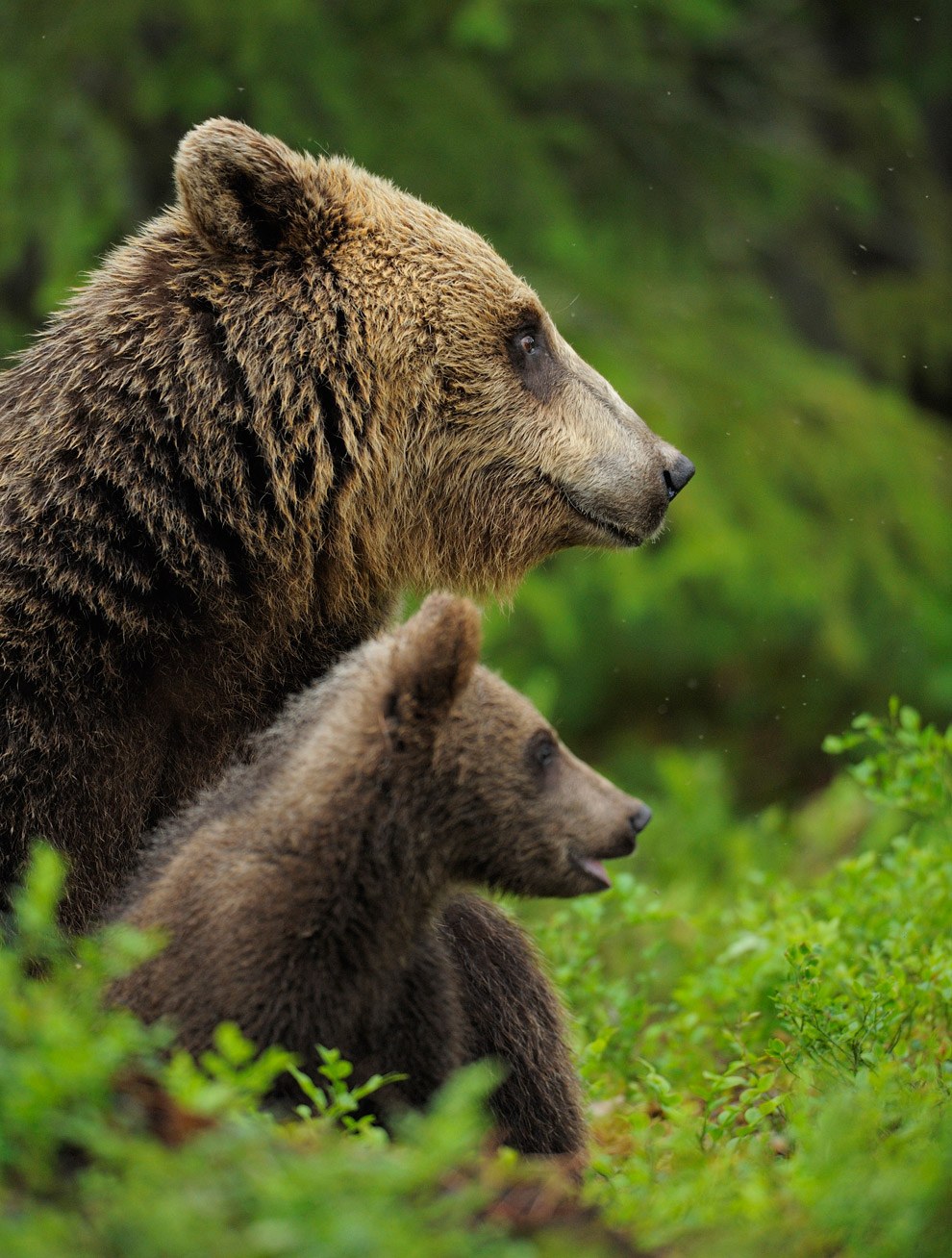 Бурые медведи из финских лесов Бурые медведи из финских лесов