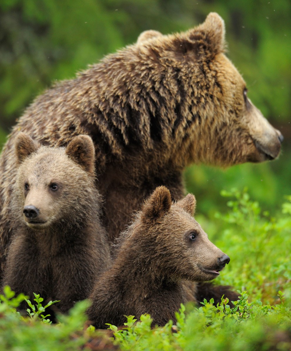 Бурые медведи из финских лесов Бурые медведи из финских лесов