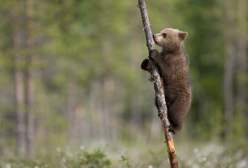 Бурые медведи из финских лесов Бурые медведи из финских лесов