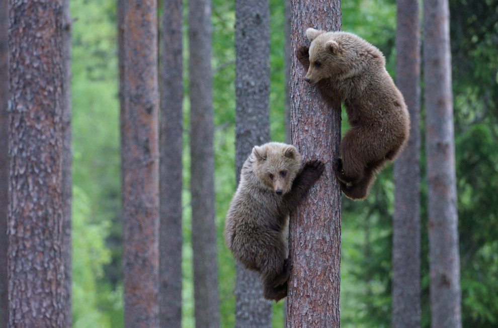 Бурые медведи из финских лесов Бурые медведи из финских лесов
