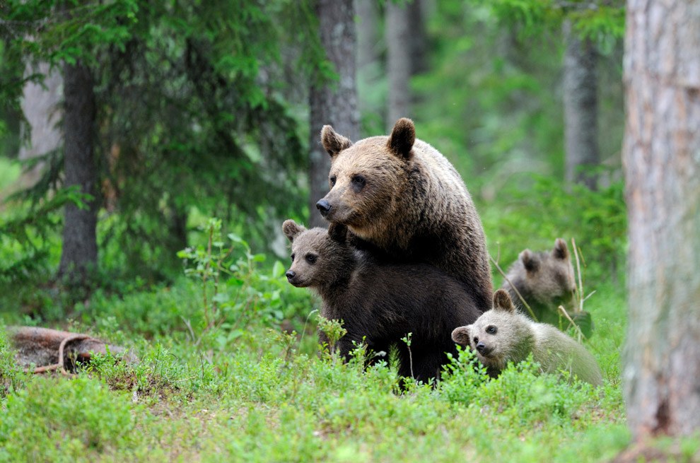 Бурые медведи из финских лесов Бурые медведи из финских лесов