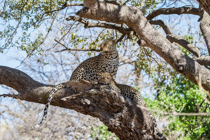 Из жизни леопардов