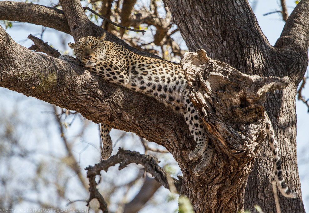 Из жизни леопардов