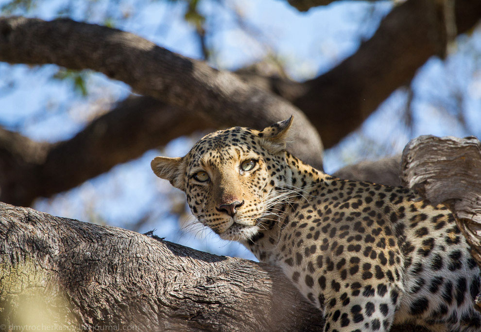 Из жизни леопардов