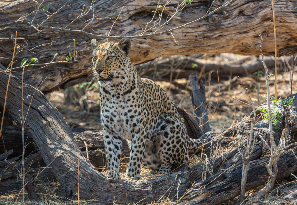 Из жизни леопардов