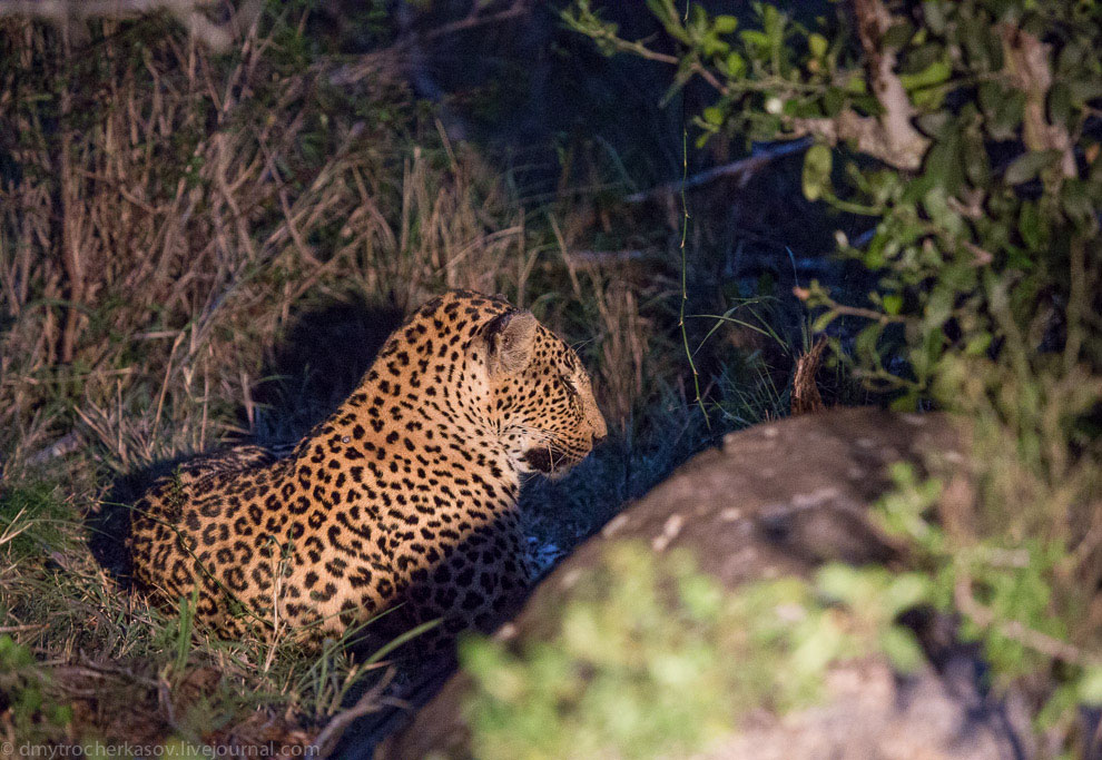 Из жизни леопардов