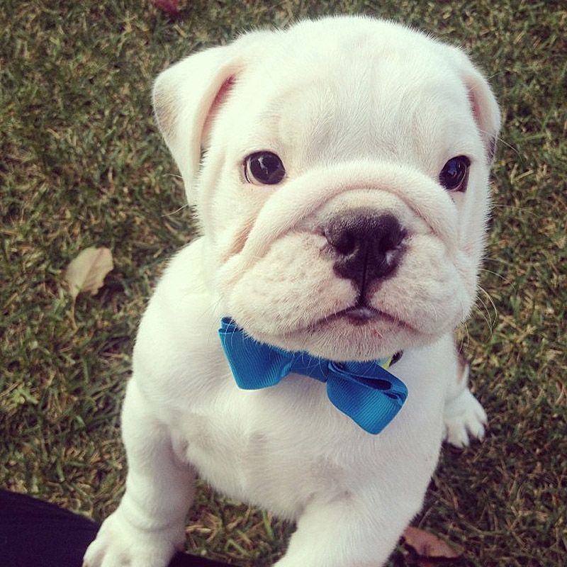 43 самых умилительных Инстаграма 2013 года 43 самых умилительных Инстаграма 2013 года