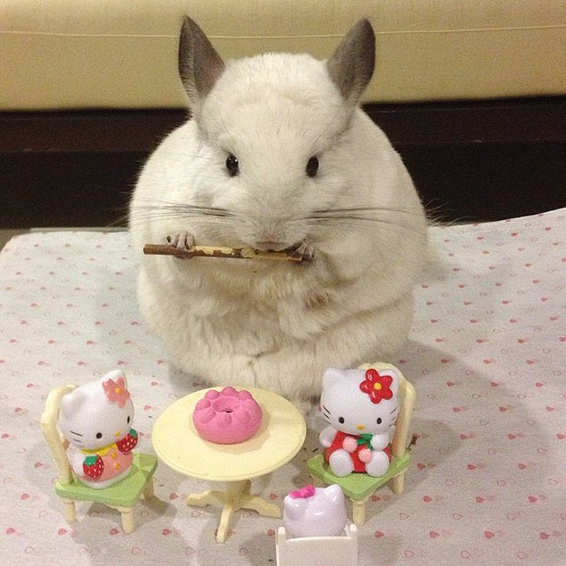 43 самых умилительных Инстаграма 2013 года 43 самых умилительных Инстаграма 2013 года