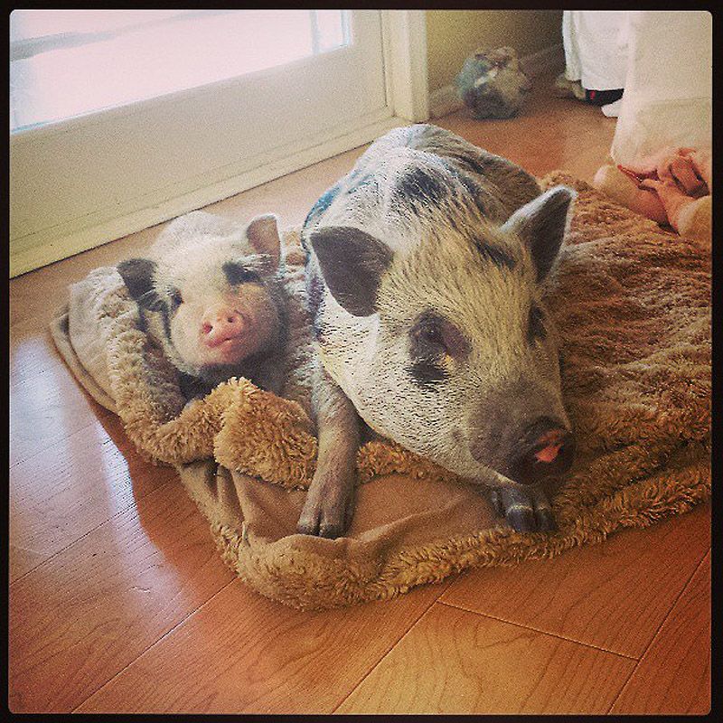 43 самых умилительных Инстаграма 2013 года 43 самых умилительных Инстаграма 2013 года