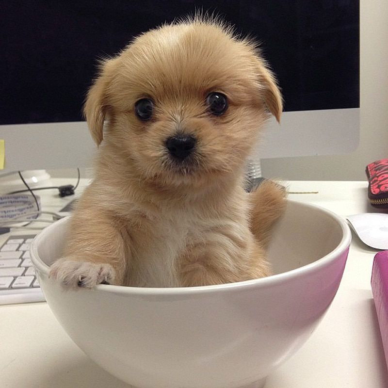 43 самых умилительных Инстаграма 2013 года 43 самых умилительных Инстаграма 2013 года