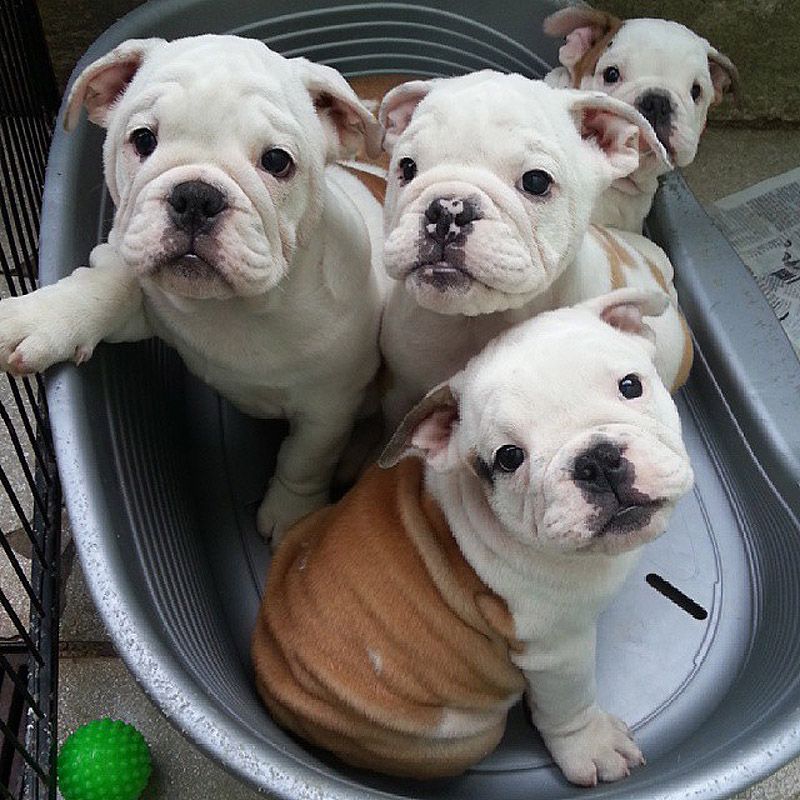 43 самых умилительных Инстаграма 2013 года 43 самых умилительных Инстаграма 2013 года