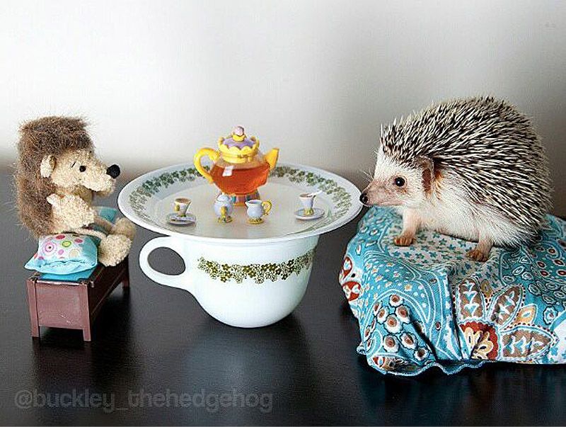 43 самых умилительных Инстаграма 2013 года 43 самых умилительных Инстаграма 2013 года