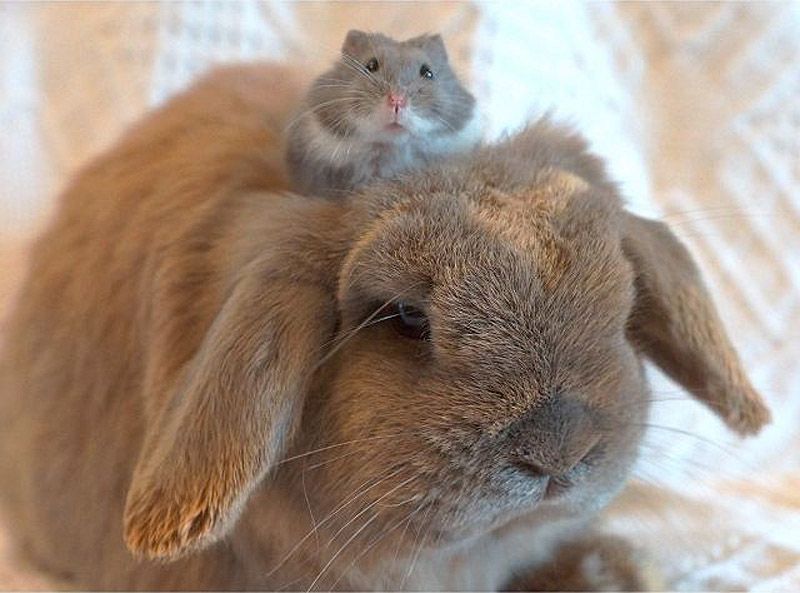 43 самых умилительных Инстаграма 2013 года 43 самых умилительных Инстаграма 2013 года