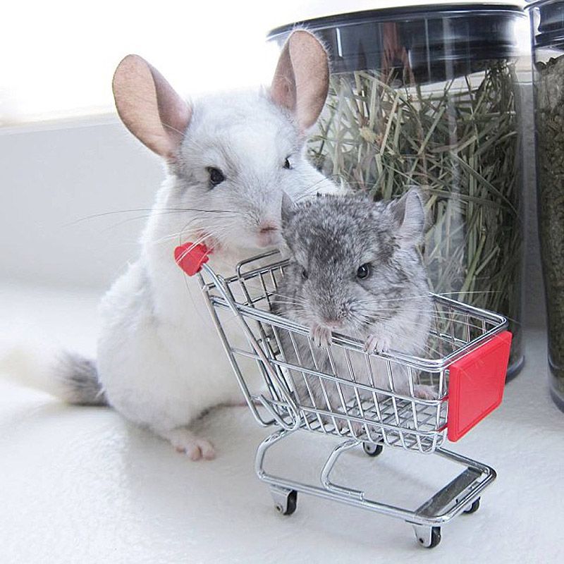 43 самых умилительных Инстаграма 2013 года 43 самых умилительных Инстаграма 2013 года