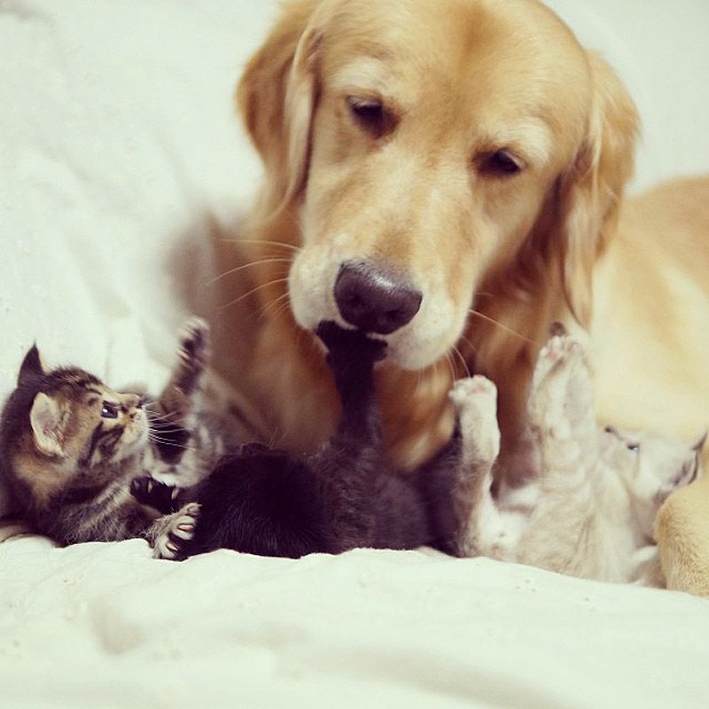 43 самых умилительных Инстаграма 2013 года 43 самых умилительных Инстаграма 2013 года