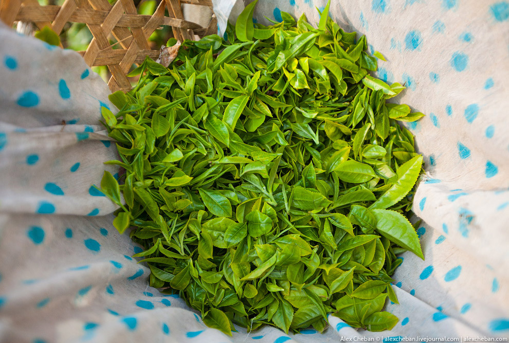 А бывает ли вообще настоящий чай?