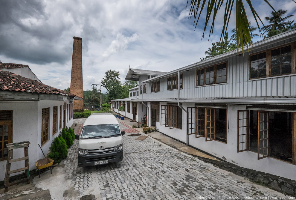 А бывает ли вообще настоящий чай?