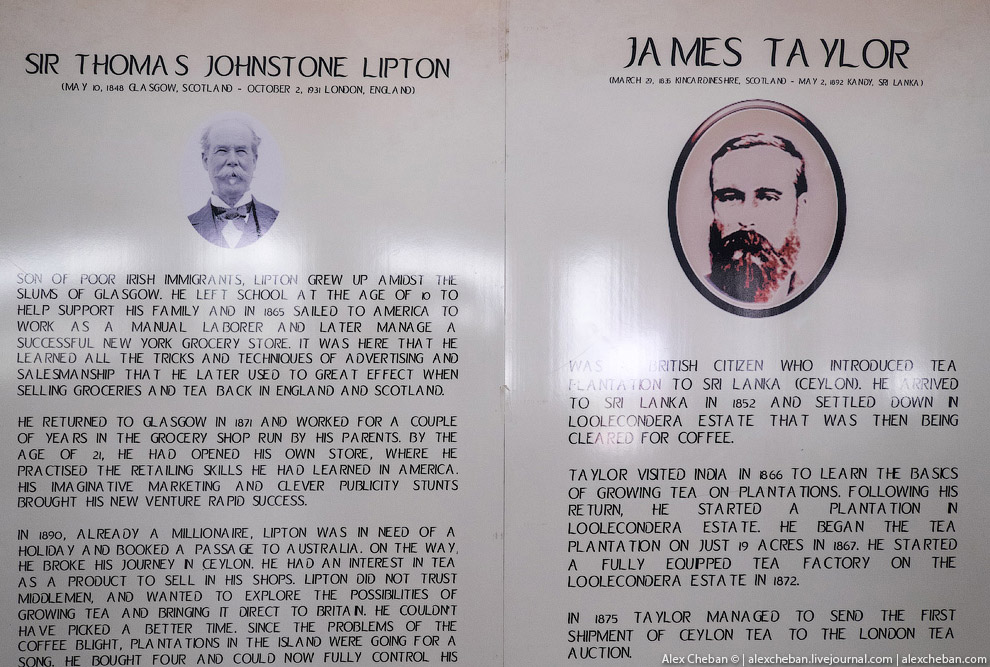 А бывает ли вообще настоящий чай?