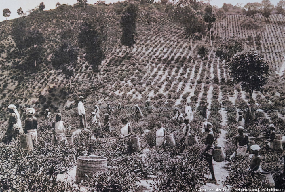 А бывает ли вообще настоящий чай?