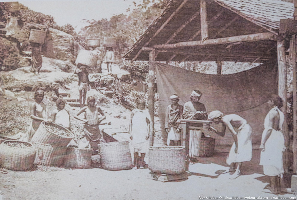 А бывает ли вообще настоящий чай?