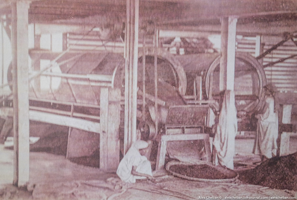 А бывает ли вообще настоящий чай?