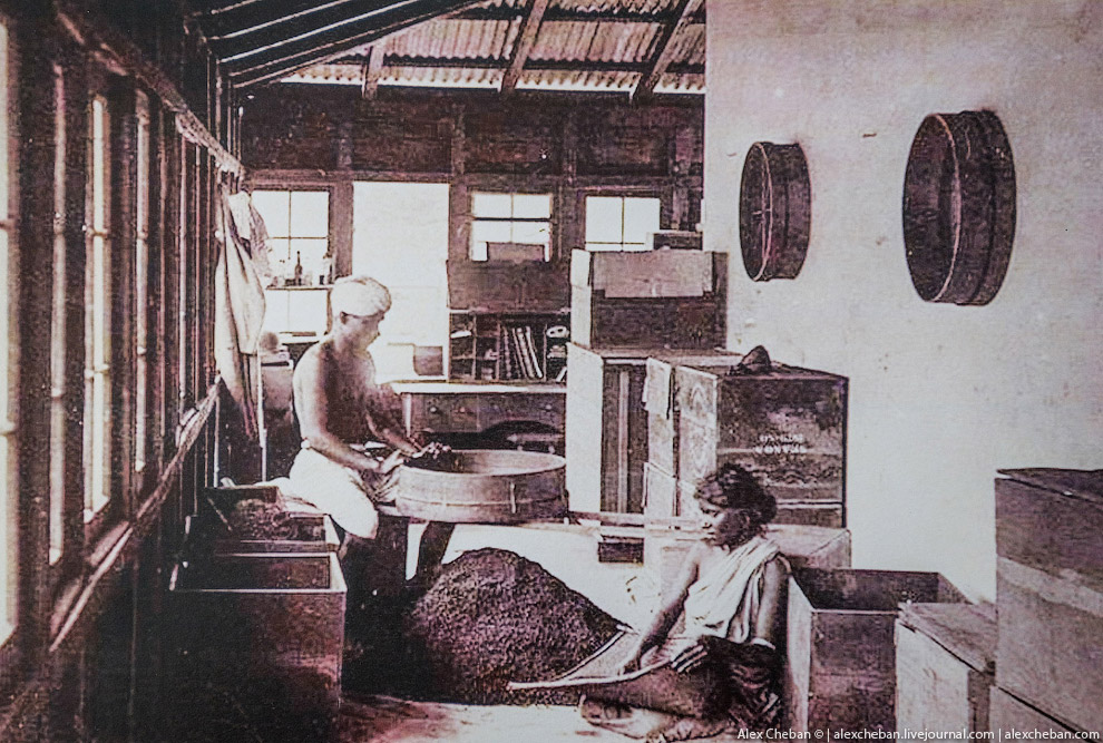 А бывает ли вообще настоящий чай?