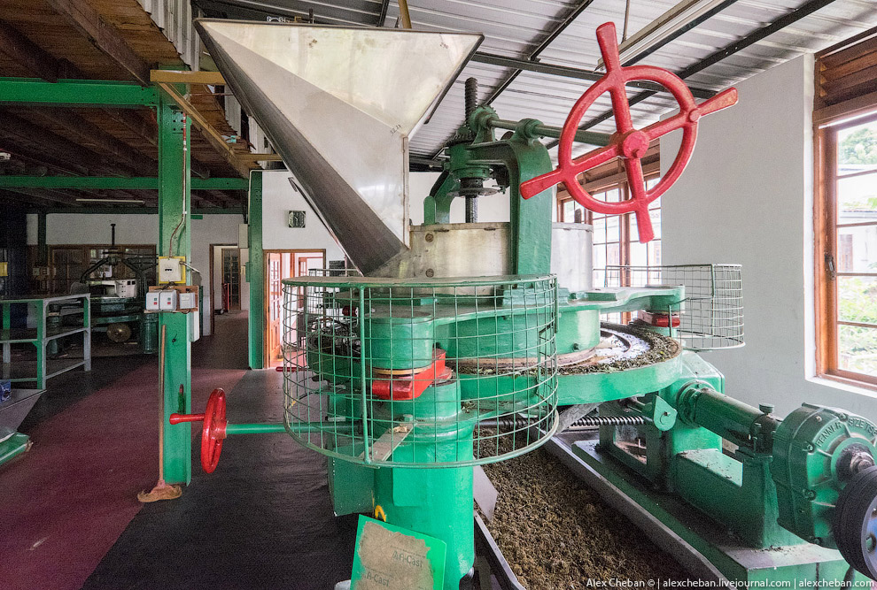 А бывает ли вообще настоящий чай?