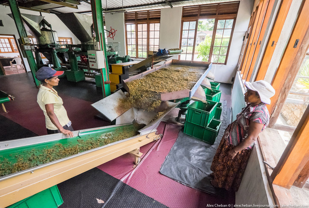 А бывает ли вообще настоящий чай?