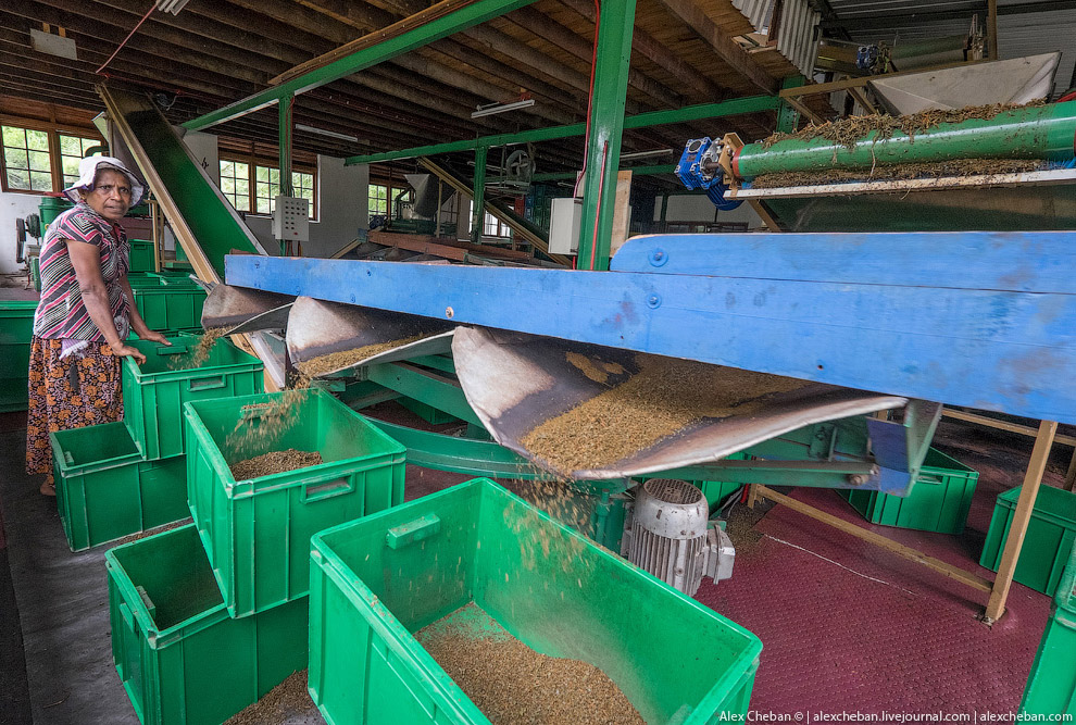 А бывает ли вообще настоящий чай?