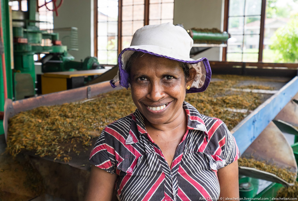 А бывает ли вообще настоящий чай?