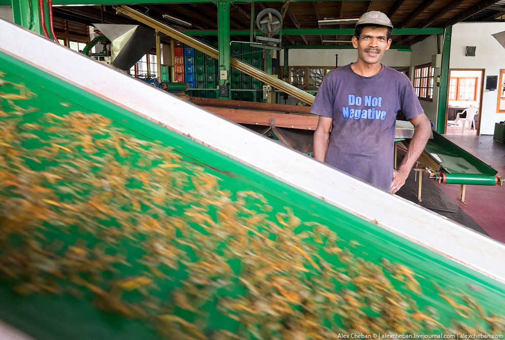 А бывает ли вообще настоящий чай?