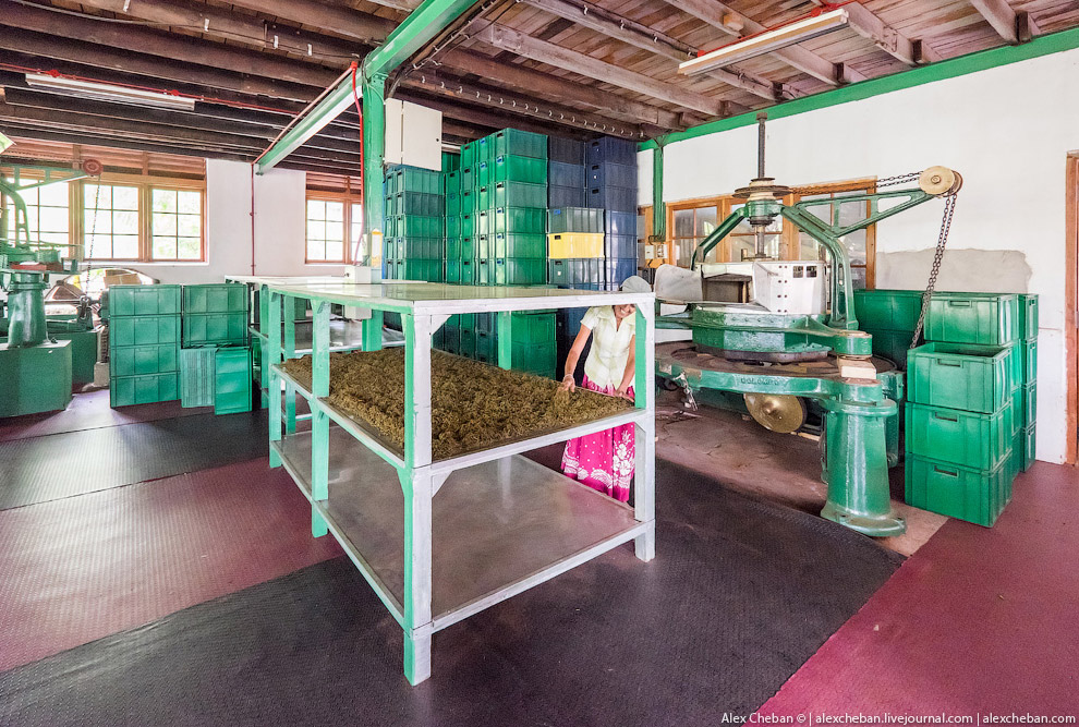 А бывает ли вообще настоящий чай?