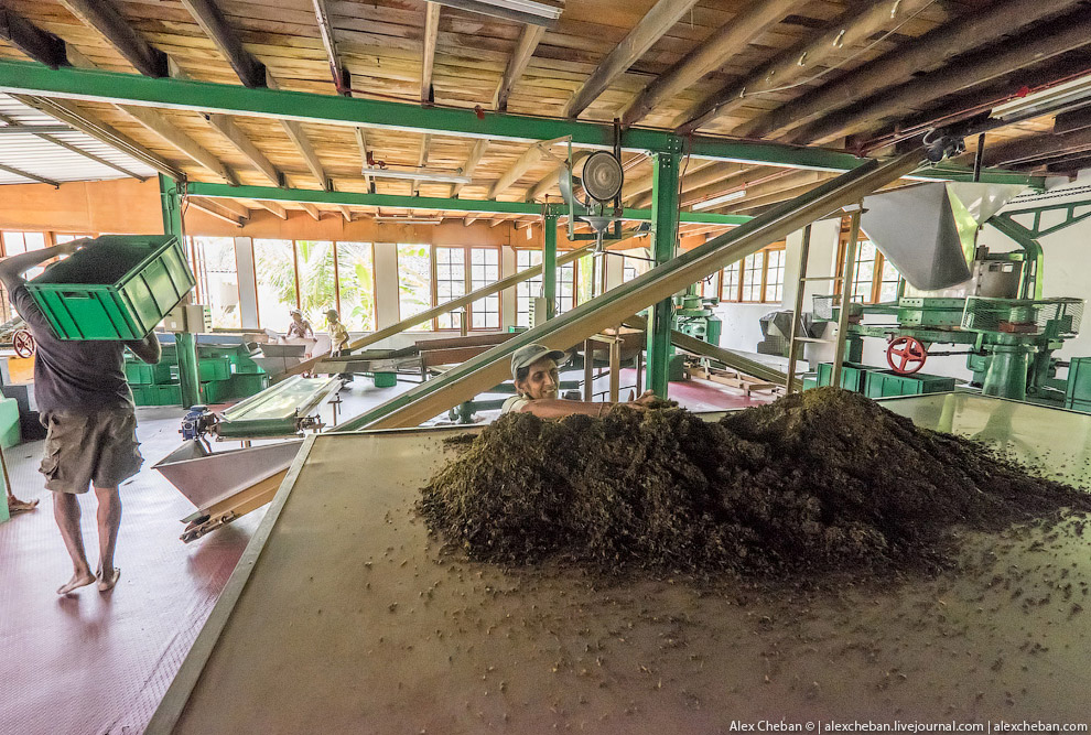 А бывает ли вообще настоящий чай?